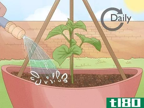 Image titled Grow Cucumbers in Pots Step 18