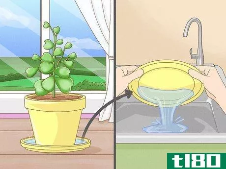 Image titled Get a Hoya Plant to Bloom Step 6
