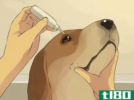 Image titled Give a Small Dog a Bath Step 7