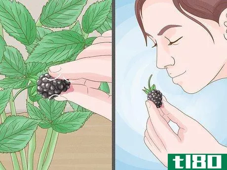 Image titled Harvest Blackberries Step 8