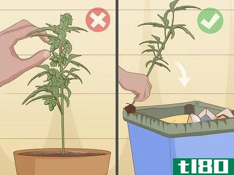Image titled Identify Female and Male Marijuana Plants Step 5
