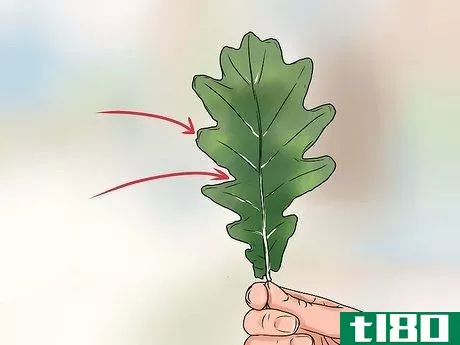 Image titled Identify Oak Leaves Step 5