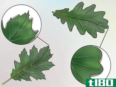 Image titled Identify Oak Leaves Step 2