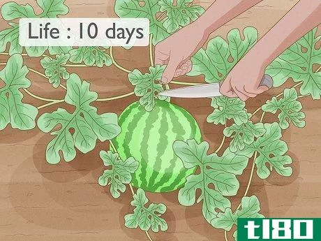 Image titled Grow Watermelons Step 11