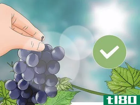 Image titled Harvest Grapes Step 8