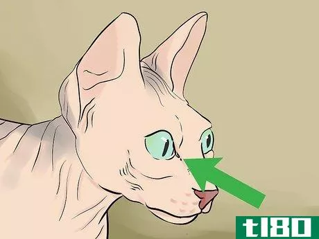 Image titled Identify a Sphynx Cat Step 3