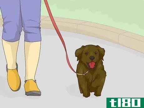 Image titled Get Your Dog Used to a Collar Step 3