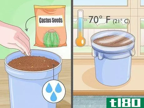 如何在容器中种植仙人掌(grow cactus in containers)
