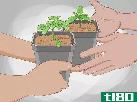 Image titled Grow Tomatoes in Pots Step 2