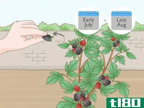 Image titled Harvest Blackberries Step 2