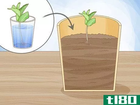 Image titled Grow Mint in a Pot Step 16