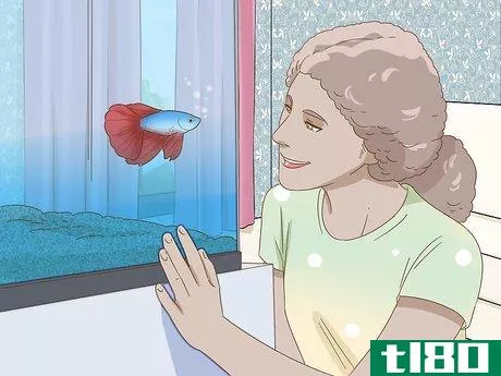 Image titled Grow a Bond With Your Betta Fish Step 7