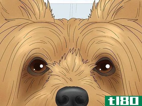 Image titled Identify a Silky Terrier Step 3