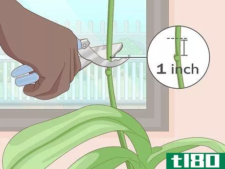 Image titled Get Orchids to Rebloom Step 4
