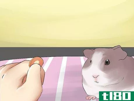 Image titled Introduce Your Guinea Pig to Floor Time Step 15