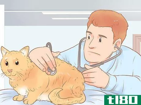 Image titled Identify and Treat Liver Shunts in Cats Step 5
