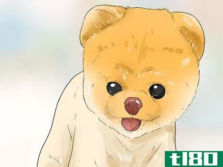 Image titled Groom a Pomeranian Step 15