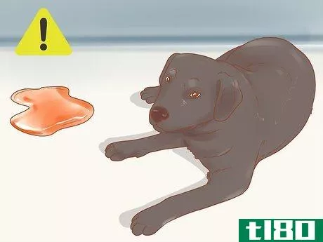 Image titled Know When Your Dog is Sick Step 13