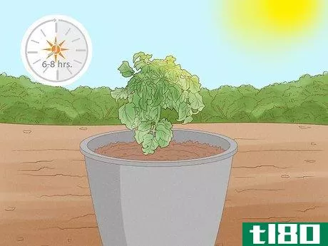 Image titled Grow Tomatoes in Pots Step 12