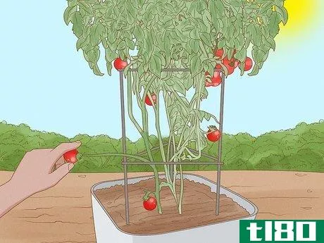 Image titled Grow Cherry Tomatoes Step 18