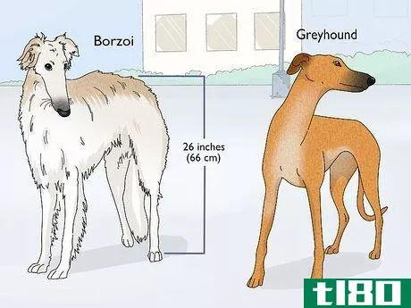 Image titled Identify a Greyhound Step 20