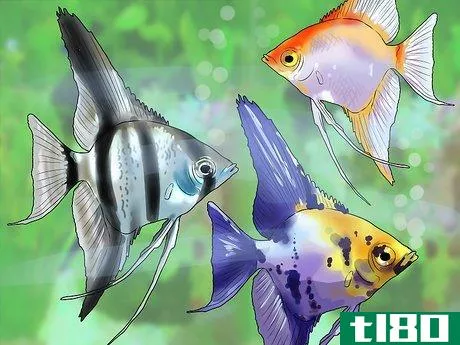 Image titled Know Which Fish to Put Together in a Tank Step 9