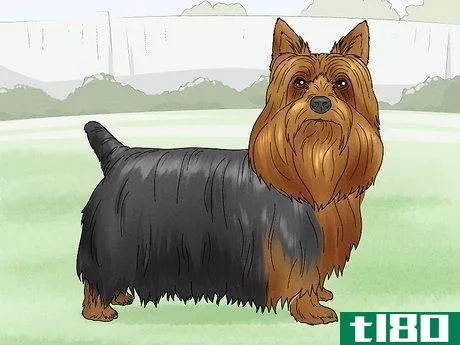 Image titled Identify a Silky Terrier Step 10