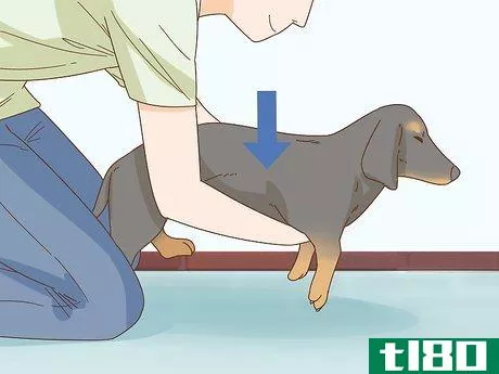 Image titled Hold a Dachshund Properly Step 6
