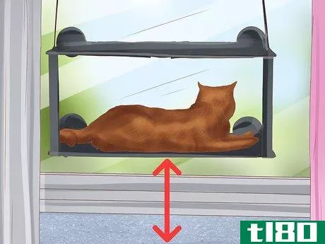 Image titled Identify an Abyssinian Cat Step 8