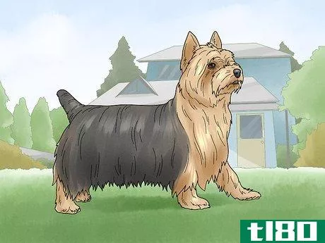 Image titled Identify a Silky Terrier Step 16