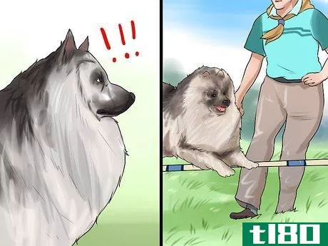 Image titled Identify a Keeshond Step 12