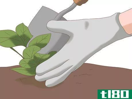 Image titled Take Care of Your Neighbor's Plants While They're Away Step 5