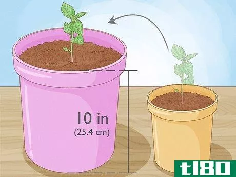 Image titled Grow Bell Peppers Step 7