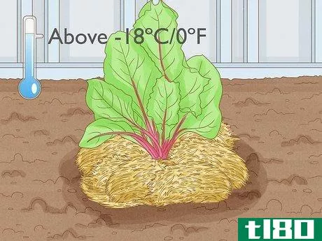 Image titled Grow Beetroot Step 11