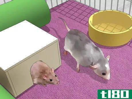 Image titled Introduce Pet Rats Step 10