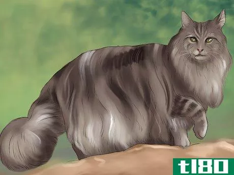 Image titled Identify a Maine Coon Step 4