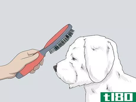 Image titled Groom a Bichon Frise Step 3