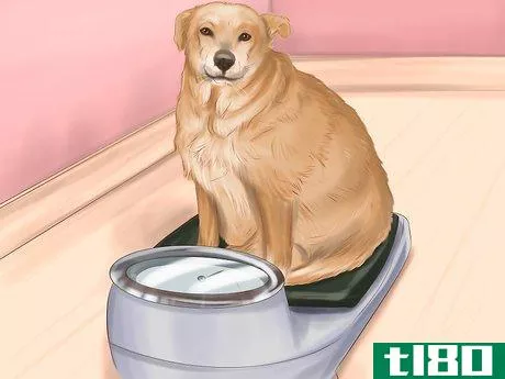 如何让你的狗或猫保持正确的体重(keep your dog or cat at its correct weight)