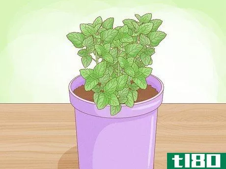 Image titled Grow Mint in a Pot Step 5