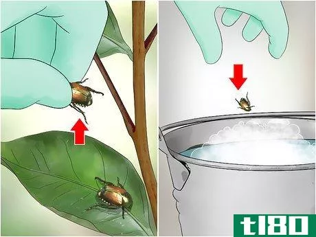 如何除掉日本甲虫(get rid of japanese beetles)