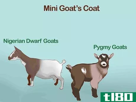 Image titled Identify Goat Breeds Step 6
