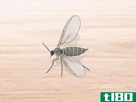 Image titled Identify Flying Insects Step 4