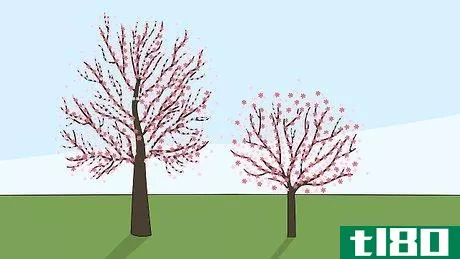 Image titled Grow a Cherry Blossom Tree Step 16