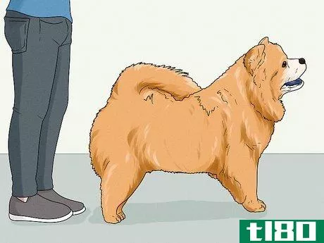 Image titled Identify a Chow Chow Step 11