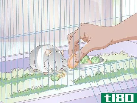 Image titled Get a Hamster to Sleep Step 3