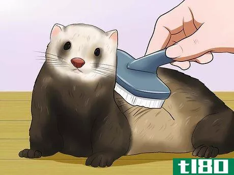 如何保持雪貂的头发健康(keep your ferret's hair healthy)