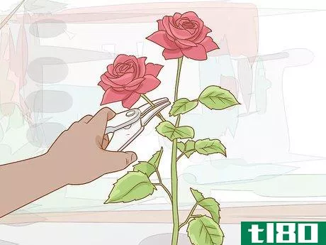 Image titled Grow Long Stem Roses at Home Step 18