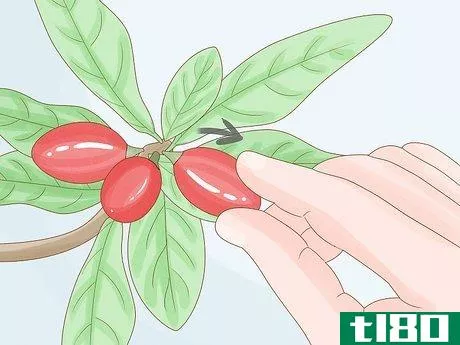 Image titled Grow Miracle Berries Step 20