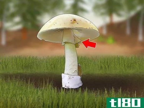 Image titled Identify a Death Cap Mushroom Step 7