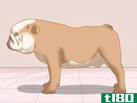 Image titled Identify an English Bulldog Step 5